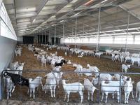 Pré-conçu structurel agriculture métal ferme ovine laitière structure en acier chèvre hangar maison hangar agriculture