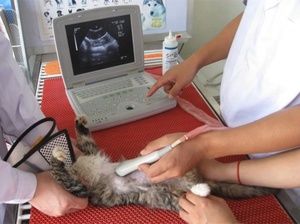 Ecógrafo Veterinario KX-5000, <span class=keywords><strong>Precio</strong></span> Económico, Máquina <span class=keywords><strong>de</strong></span> Ultrasonido Veterinario Portátil Completamente Digital - Product Image 4