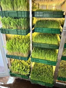 Sistema hidropónico de alimentación <span class=keywords><strong>Alfalfa</strong></span>/maíz Gabinete interior de plántulas - Product Image 5