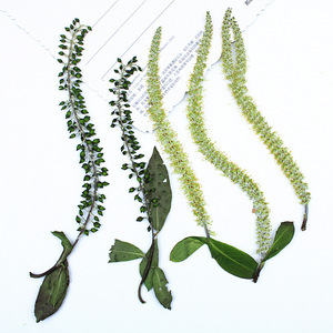 Catillons <span class=keywords><strong>de</strong></span> saule noir et blanc pressés et séchés avec tiges, feuilles <span class=keywords><strong>de</strong></span> saule vertes naturelles pour l'art <span class=keywords><strong>de</strong></span> la résine DIY, l'artisanat et la décoration intérieure - Product Image 2