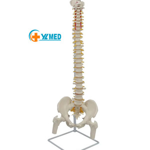 Mô Hình Giải Phẫu Người Mô Hình Xương Sống Kích Thước Cuộc Sống Chất Lượng Cao Với Xương Đùi Và Dây Thần Kinh Cột Sống - Product Image 1