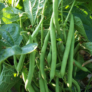 Variété de haricots verts de haute valeur pour les entreprises agricoles exigeant une qualité constante et des récoltes commerciales fiables - Product Image 4