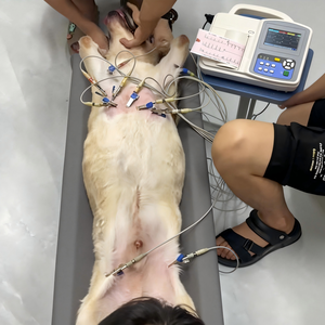 Système ECG vétérinaire numérique 3 à 6 canaux avec écran 4,3/7 pouces pour clinique vétérinaire, hôpital pour animaux et surveillance cardiaque - Product Image 4