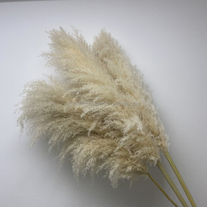 QSLH-W529 Decorativo in vaso piante di grandi dimensioni secca reed erba <span class=keywords><strong>pampas</strong></span> erba <span class=keywords><strong>per</strong></span> la vendita - Product Image 4