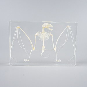 Spécimen de taxidermie résine intégrée Unique cristal clair véritable chauve-souris squelette demi presse-papier pour l'éducation scolaire - Product Image 3