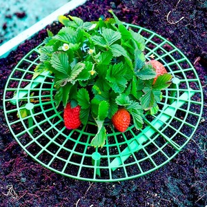 Les supports de fraisiers avec 4 pieds robustes protègent les fraises contre la moisissure, la pourriture et la saleté - Product Image 6