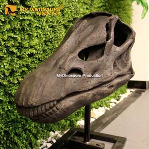 Crânes de dinosaure <span class=keywords><strong>Trex</strong></span> MY DINO, modèle en résine, cadre en acier, peinture acrylique, poudre de talc, résine, fibre de verre, tissu, taille réelle / personnalisé - Product Image 5