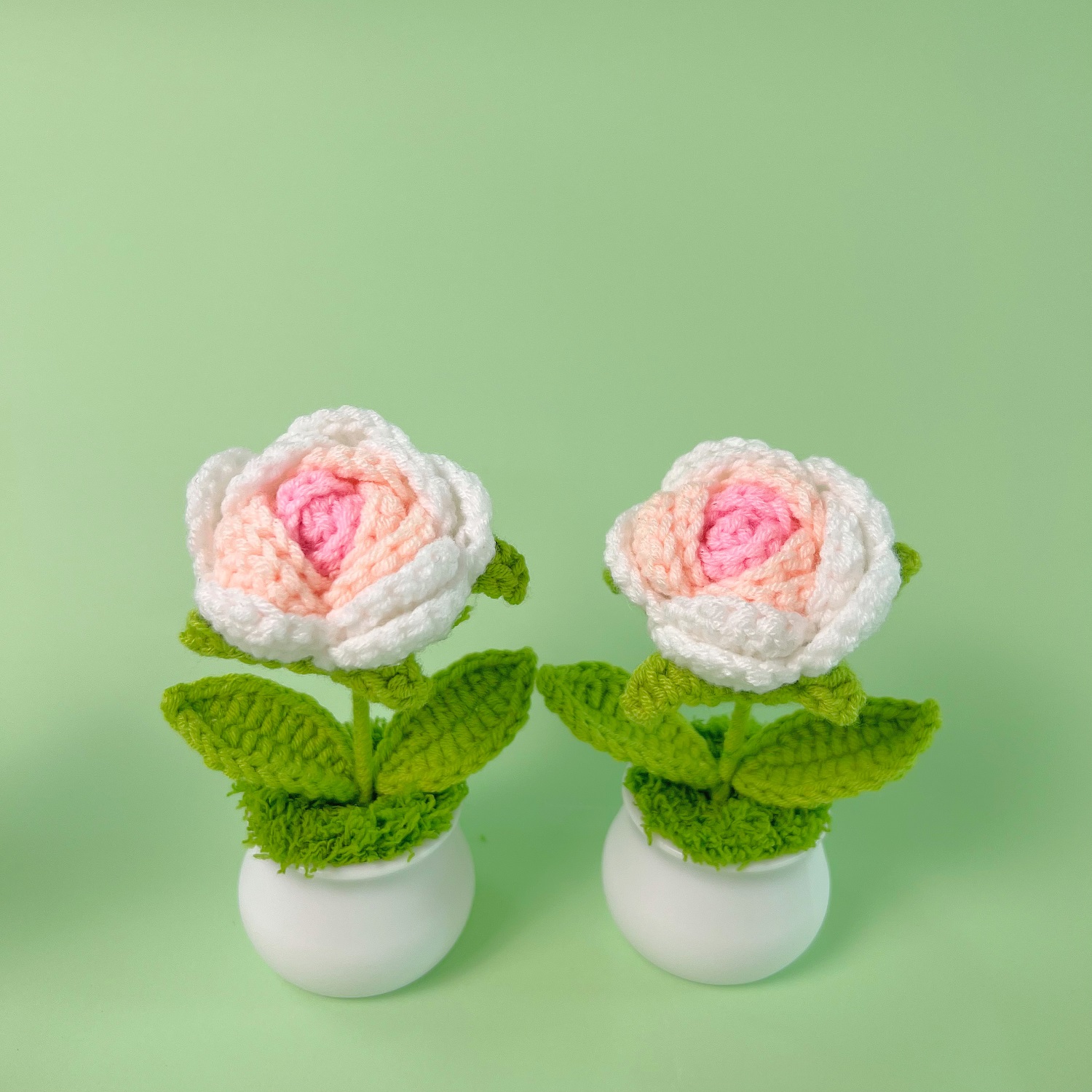 2 gradient pink roses