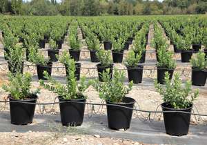 Macetas de plástico duraderas, de pierna larga, 25 <span class=keywords><strong>litros</strong></span>, <span class=keywords><strong>30</strong></span> <span class=keywords><strong>litros</strong></span> - Product Image 3