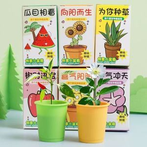 Mini Piante in Vaso Fai-da-Te, Articoli Artigianali per Attività Scolastiche e Regali Festivi per Bambini, Micro Piante Verdi - Product Image 2