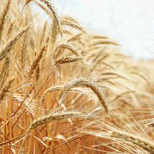 Vendita calda certificata biologico Non ogmo concentrato proteico per uso alimentare vitale glutine di frumento in polvere - Product Image 6