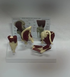 의학 교육 어깨 팔꿈치 엉덩이 무릎 해부학 근육 4 관절 모델 - Product Image 2