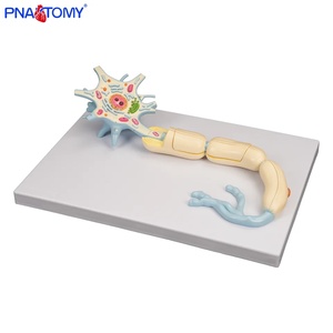 Y tế Mô hình giải phẫu của tế bào thần kinh và cấu trúc sợi thần kinh 2 thành phần phóng đại thần kinh hệ thống nhựa neuroanatomy mô hình - Product Image 4