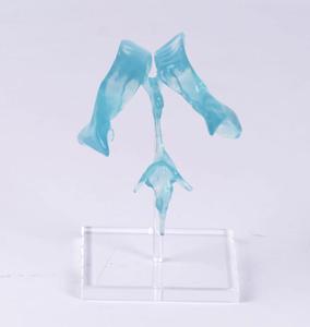 แบบจำลองสมองโปร่งใสสำหรับการศึกษาทางวิทยาศาสตร์การแพทย์ แสดงโครงสร้างกายวิภาคของสมอง ผลิตจากวัสดุ PVC คุณภาพสูงสำหรับการแพทย์ - Product Image 1