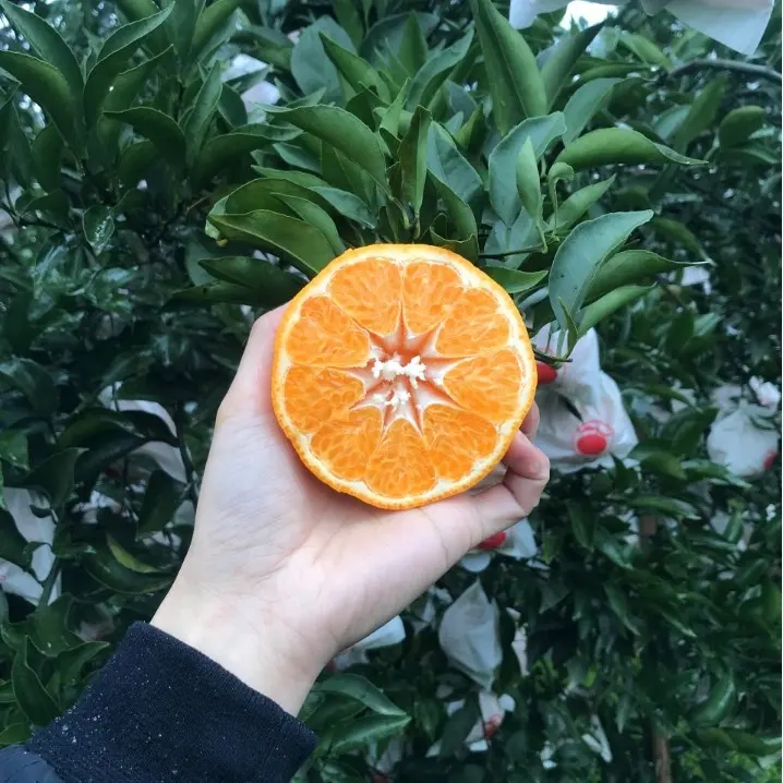 Pemasok bahasa Mandarin jeruk segar dan jeruk Mandarin jeruk juicy jeruk mandarin
