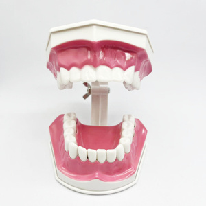 ダブルブラッシングモデル ピンク 解剖学教育ラボモデル 工場直送 ダブルブラッシングモデル - Product Image 4