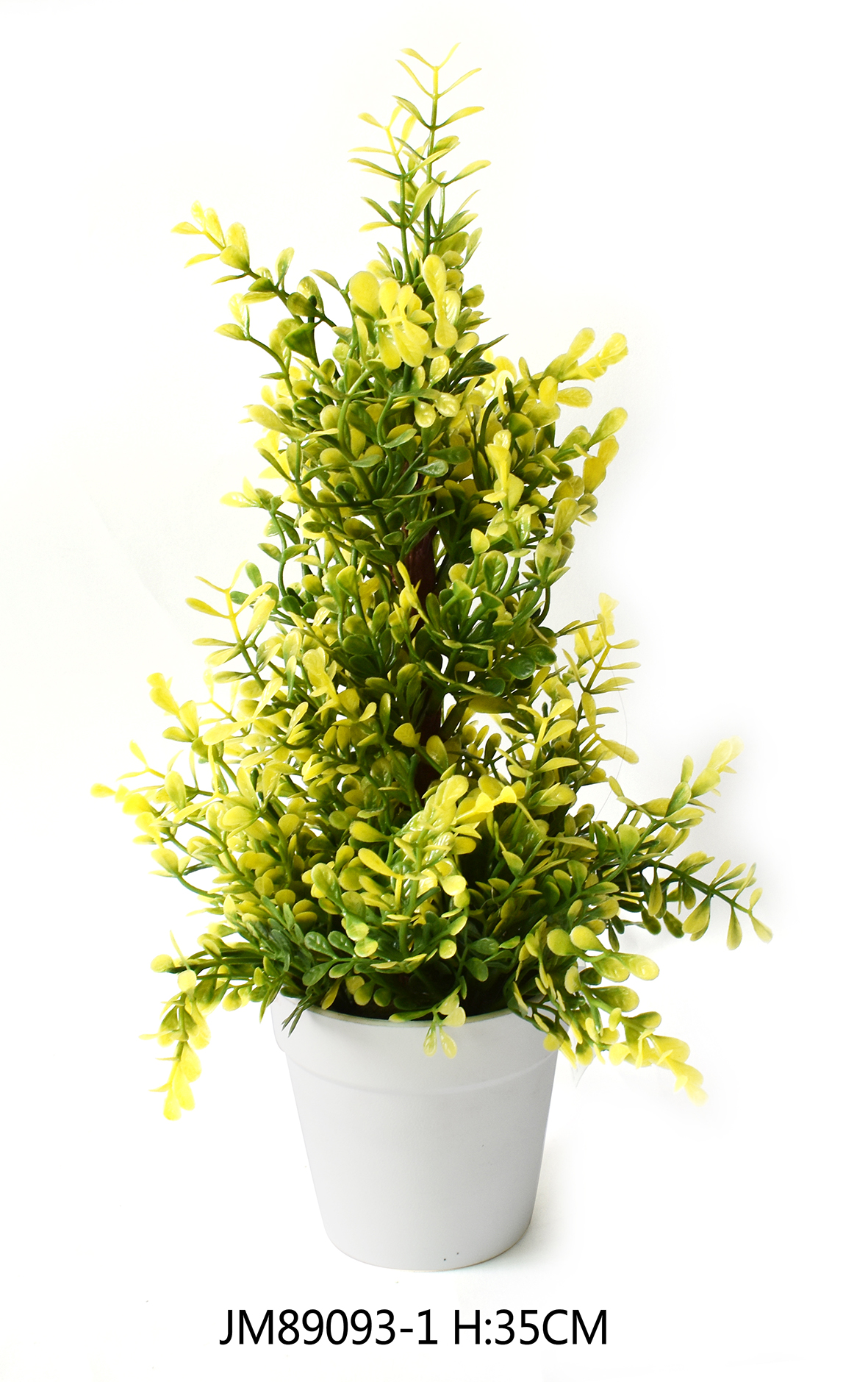 ginkgo tree bonsai 'Metis' the Ginkgo