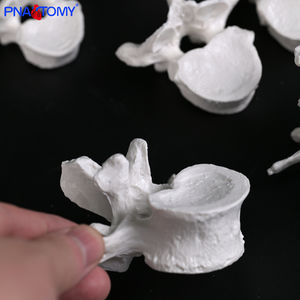 Modelo de vértebra torácica e lombar cervical branco com discos intervertebrais Modelo espinhal médico para uso de ensino - Product Image 6