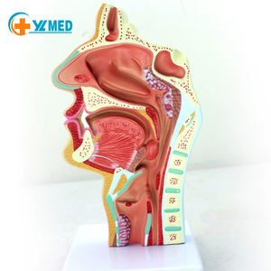 Modelo Anatómico <span class=keywords><strong>de</strong></span> <span class=keywords><strong>la</strong></span> Cavidad Nasal Humana, Modelo Educativo <span class=keywords><strong>de</strong></span> Ciencias Médicas <span class=keywords><strong>de</strong></span> Otorrinolaringología, Estructura <span class=keywords><strong>de</strong></span> <span class=keywords><strong>la</strong></span> Nariz, <span class=keywords><strong>la</strong></span> Boca y <span class=keywords><strong>la</strong></span> Nariz - Product Image 2