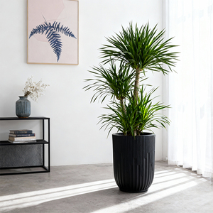 <span class=keywords><strong>Pot</strong></span> de fleurs décoratif Yicai, grand modèle en plastique épais et agrandi pour <span class=keywords><strong>Monstera</strong></span> <span class=keywords><strong>Deliciosa</strong></span> - Product Image 4