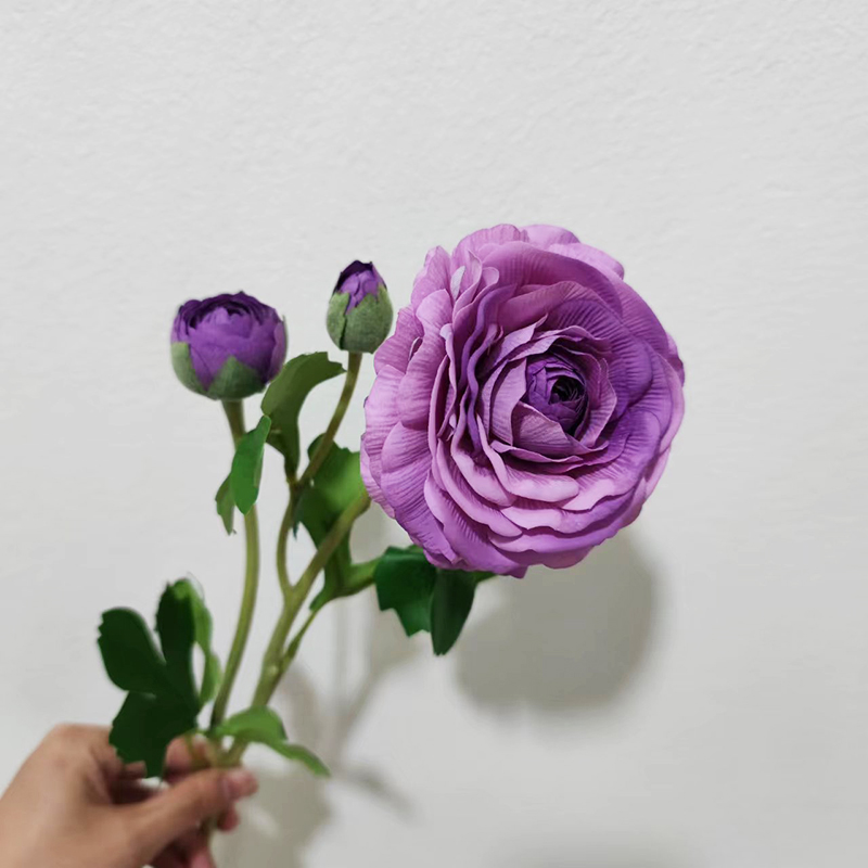 Pourpre