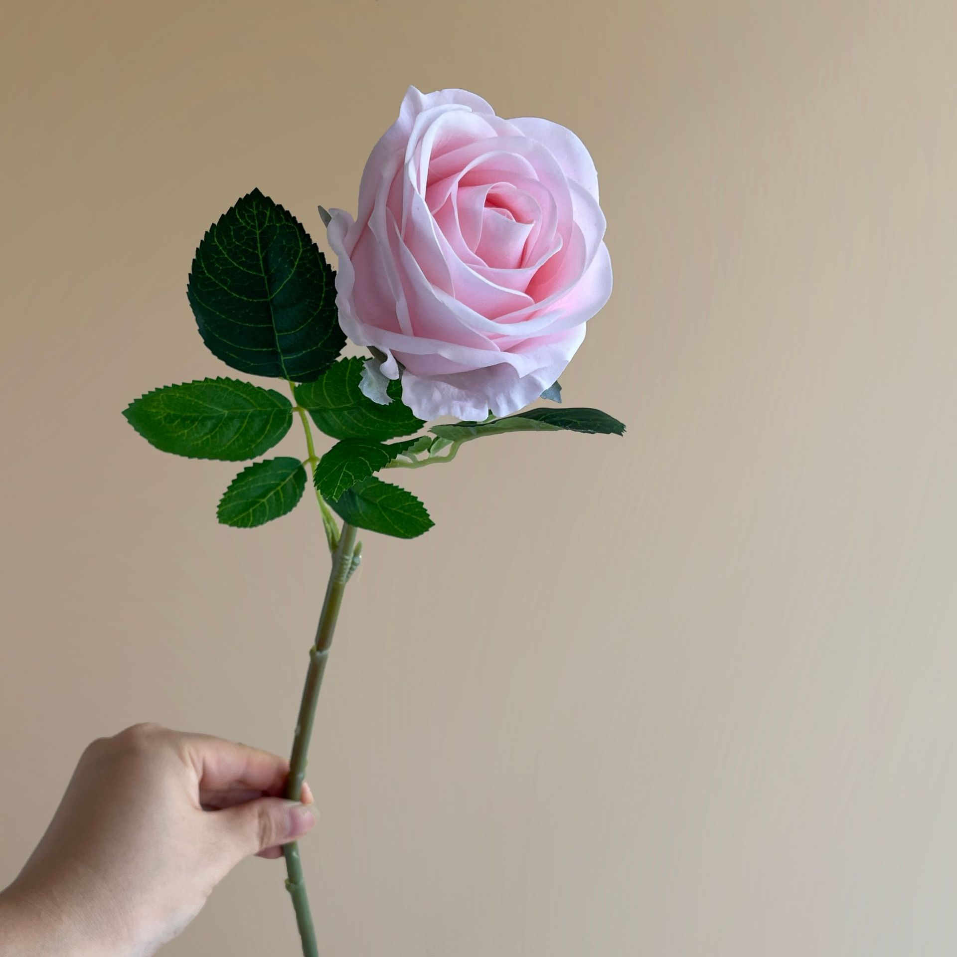 Rose01