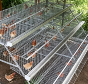 Cage de production d'œufs à 3 niveaux de type 96 pour poulailler - Product Image 4