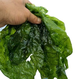 Comida Saludable Green Ulva Lactuca para Sushi <span class=keywords><strong>AOSA</strong></span> - Product Image 1