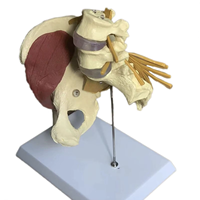 Modelo Anatómico de Pelvis y Columna Lumbar Humana de PVC Ecológico para Ciencias Médicas, Equipo Educativo Neuromuscular de Cadera
