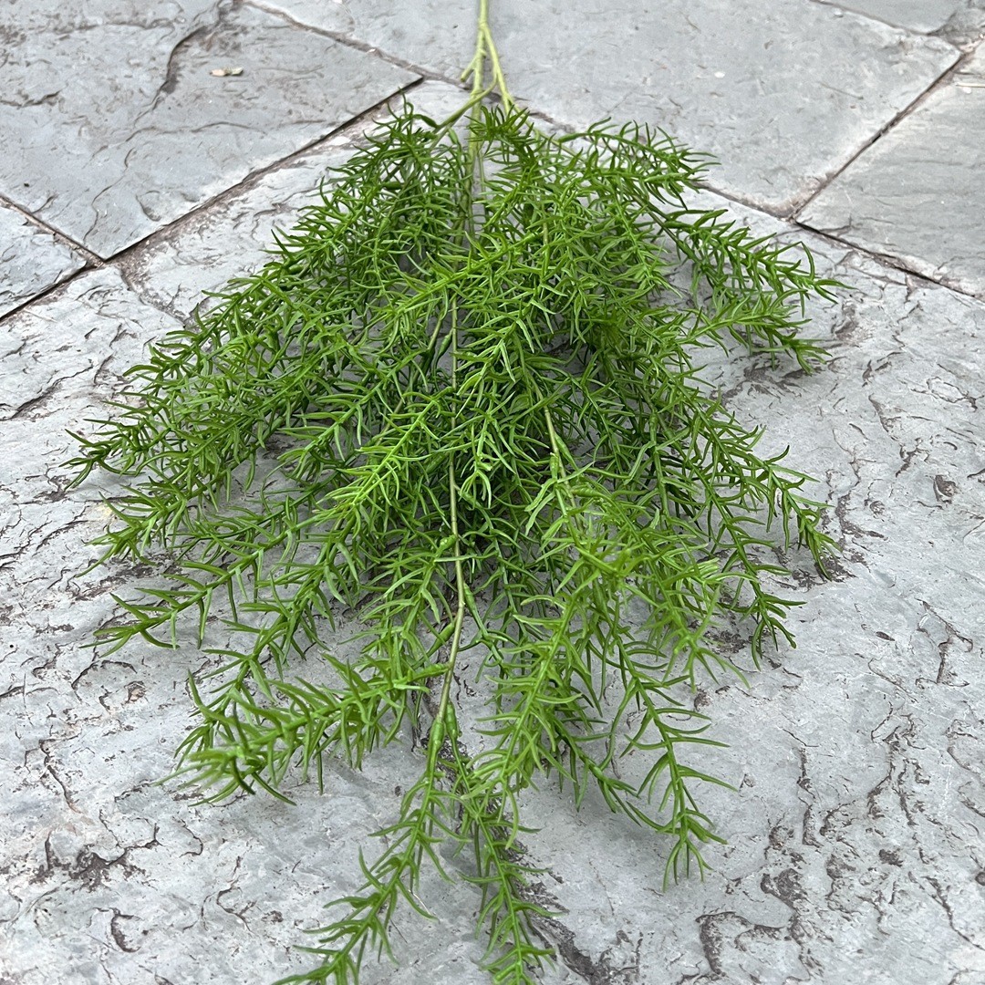 Nouvelles aiguilles de pin brin-vert