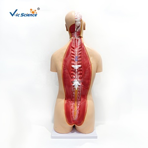 Modèle de torse masculin et féminin de 85 cm (23 pièces) en PVC pour la formation des infirmières et les sciences médicales - Product Image 4