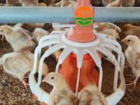 Nouveau système d'alimentation pour poulets de chair TBB avec acier inoxydable et PVC, garantie 1 an