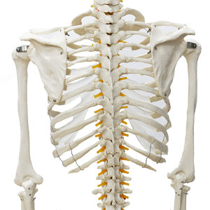 Modelo de esqueleto humano con nervios espinales y arteria carótida, 176 cm, esqueleto grande de simulación de plástico 1:1, para enseñanza médica - Product Image 2