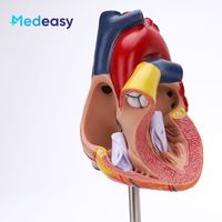 Modelo anatómico de plástico modelo de corazón 3D modelo de enseñanza de corazón médico para anatomía