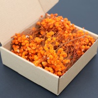 Ingesloten gedroogde baby's adem bloemen, natuurlijke Gypsophila cadeaudoos, langdurig (3-5 jaar), decoratie voor thuis, feestjes en feestdagen