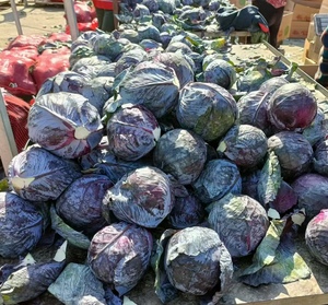 Cây trồng mới Bắp cải đỏ tươi bắp cải tím Chất lượng cao - Product Image 3