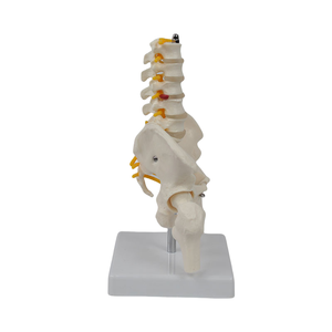 Model kerangka manusia Medium dengan 5 vertebra Lumbar dan tulang panggul dan tulang pinggang untuk sains medis - Product Image 4