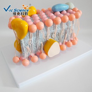 Modèle pédagogique médical de haute qualité : biologie cellulaire, modèle de structure de membrane cellulaire - Product Image 3