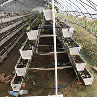 Systèmes de culture de fraises pour serre