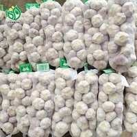 Ail blanc frais normal Fenduni de Chine, 10 kg/boîte, 5,5 cm/6,0 cm, certifié phytosanitaire, export en vrac au Chili/Brésil/Suriname/Guyane