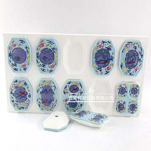 Modelos de mitosis y meiosis en células vegetales y animales; material didáctico e instrumentos para biología de secundaria. - Product Image 2