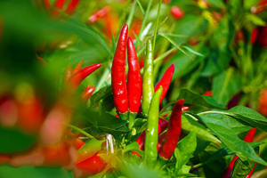 ओएम/ओडम कैपेसिसिन स्वास्थ्य देखभाल प्राकृतिक सिंथेटिक कैप्सिकम 500 मिलीग्राम केससिन गुम्मीज - Product Image 2