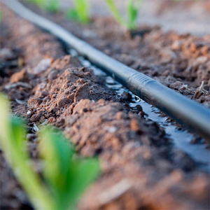 Ruban d'irrigation goutte à goutte <span class=keywords><strong>pour</strong></span> <span class=keywords><strong>tomates</strong></span> 16mm Largeur 20cm Espacement des émetteurs-Arrosage de précision <span class=keywords><strong>pour</strong></span> serre - Product Image 5