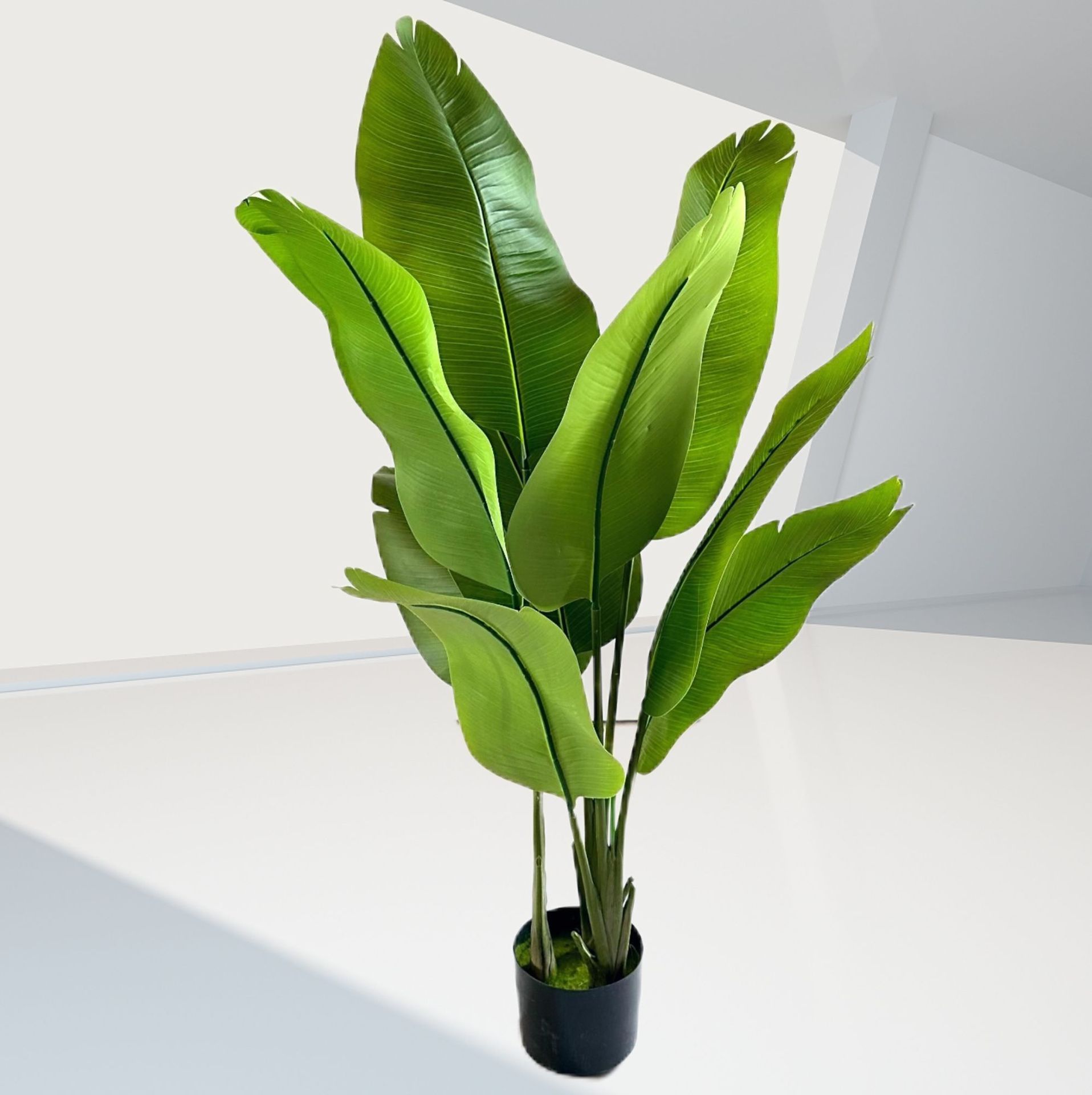 110cm9 hoja siameses viajero plátano negro cuenca que contiene