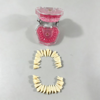 Modèle dentaire SCIEDU avec gencives souples amovibles, dents extractibles, modèle d'entraînement à l'extraction dentaire pour la formation des dentistes
