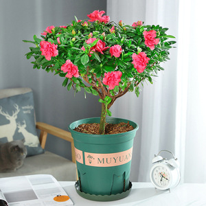 Azalea en Maceta, Bonsái con Tronco Maduro, Plántulas Robustas, Capullos de Flor, Flores para Interiores/Exteriores, Cuatro Estaciones, Fácil Cuidado, <span class=keywords><strong>Resistente</strong></span> al Frío, Origen China - Product Image 3