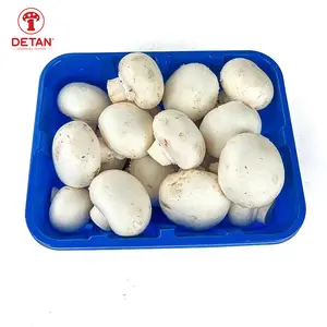 Apparition de champignons bouton blanc de Chine pour la ferme de champignons