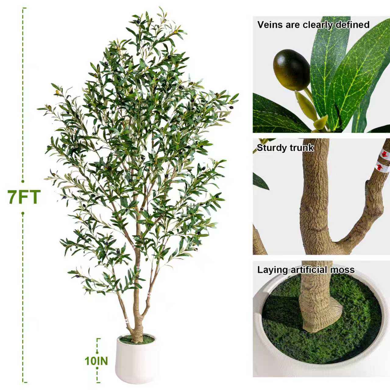 Olivier à racines tortueuses 2,1 m