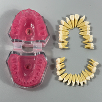 Modèle d'entraînement à l'extraction dentaire, dents détachables avec gencives en silicone souple