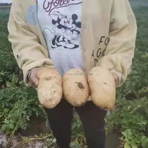 High Quality New Harvest New Fresh Holland Potato